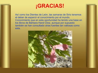 ¡GRACIAS! Así como los Dientes de León, las samaras de Sirio tenemos el deber de esparcir el conocimiento por el mundo. Conocimiento que en esta oportunidad ha tenido una base en los libros de Bárbara Hand Clow, aunque por supuesto también se han consultado otras fuentes tan valiosas como esta. 