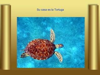 Su casa es la Tortuga 
