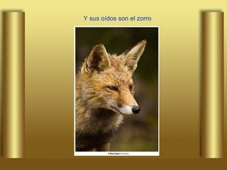 Y sus oídos son el zorro 