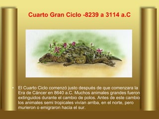 Cuarto Gran Ciclo -8239 a 3114 a.C El Cuarto Ciclo comenzó justo después de que comenzara la Era de Cáncer en 8640 a.C. Muchos animales grandes fueron extinguidos durante el cambio de polos. Antes de este cambio los animales semi tropicales vivían arriba, en el norte, pero murieron o emigraron hacia el sur.  