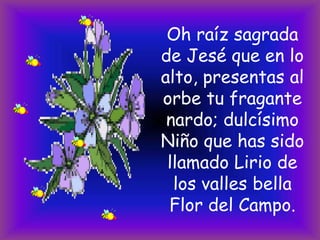 Oh raíz sagrada
de Jesé que en lo
alto, presentas al
orbe tu fragante
nardo; dulcísimo
Niño que has sido
llamado Lirio de
los valles bella
Flor del Campo.

 