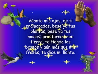 Véante mis ojos, de ti
enamorados, bese ya tus
plantas, bese ya tus
manos; prosternado en
tierra, te tiendo los
brazos y aún más que mis
frases, te dice mi llanto.

 