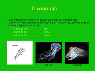 Taxonomía
•   Los organismos se clasifican para proveer una base precisa para
    nombrarlos igual en todo el mundo; ya que, los nombres comunes pueden
    inducir a equivocaciones. Ej.:
     – caballo de mar            pez
     – pepino de mar             animal
     – gusano de aro             hongo




                                  Jellyfish              Cuttlefish
 