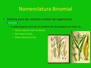 Nomenclatura Binomial
• Sistema para dar nombre a todos los organismos
  (Linneo).
   – A cada especie se le da un nombre de dos palabras en latín. Ej.:
      • Homo sapiens (ser humano).
      • Zea mays (maíz).
      • Oryza sativa (arroz)
 