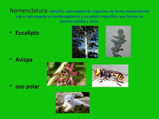 Nomenclatura: identifica cada especie de organismo de forma independiente
   y da a cada especie un nombre genérico y un epíteto específico, que forman un
                             binomio estable y único.


• Eucalipto



• Avispa



• oso polar
 
