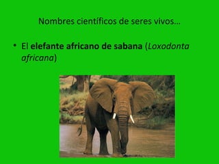 Nombres científicos de seres vivos…

• El elefante africano de sabana (Loxodonta
  africana)
 