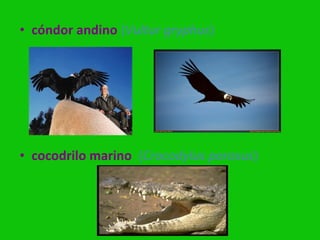 • cóndor andino (Vultur gryphus)




• cocodrilo marino (Crocodylus porosus)
 