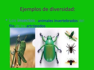 Ejemplos de diversidad:
• Los insectos , animales invertebrados del
 filo de los artrópodos.
 