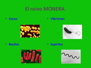 El reino MONERA.
• Cocos             • Vibriones




• Bacilos           • Espirilos
 