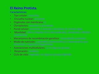 El Reino Protista.
Características:
• Tipo celular: eucariota.
• Envuelta nuclear: presente.
• Orgánulos con membrana: si.
• Cloroplastos: ausentes o presentes.
• Pared celular: presente o ausente; celulósica en ciertos tipos.
• Movilidad: cilios y flagelos 9+2 (microtúbulos), ameboide o fibrillas
   contráctiles.
• Mecanismos de recombinación genética: fecundación y meiosis.
• Modo de nutrición: autotrófica (fotosintética) o heterotrófica por
   absorción o ingestión (fagocitosis).
• Asociaciones multicelulares: si, en algunos grupos.
• Respiración: aeróbica.
• Ciclo de vida: haploide, en algunos grupos diploide.
 