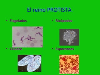 El reino PROTISTA.
• Flagelados            • Rizópodos




• Ciliados              • Esporozoos
 