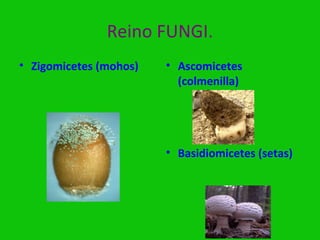 Reino FUNGI.
• Zigomicetes (mohos)   • Ascomicetes
                          (colmenilla)




                        • Basidiomicetes (setas)
 