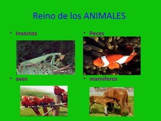 Reino de los ANIMALES.
• Insectos          • Peces




• aves              • mamiferos
 