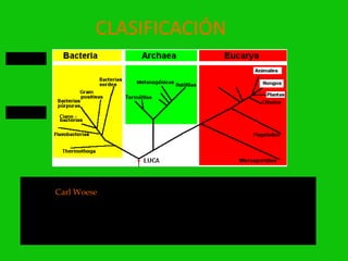 CLASIFICACIÓN
Dominios




¿Reinos?




   Versión simplificada y modificada del Árbol filogenético Universal establecido
       por Carl Woese y su discípulo Gary Olsen que muestra los tres Dominios.
      El término "dominio" refiere a un nuevo taxón filogenético que incluye tres
       líneas primarias: Archaea, Bacteria y Eucaria. En línea descendente siguen
          seis Reinos: I-Moneras, II-Arqueobacterias (obviamente separadas de
              Moneras), III-Protistos, IV-Hongos, V-Plantas y VI-Animales.
 