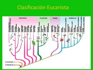 Clasificación Eucariota
 