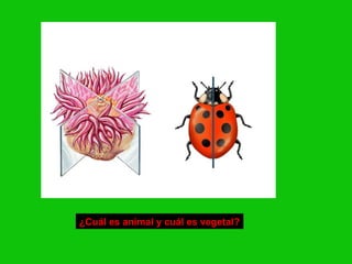 ¿Cuál es animal y cuál es vegetal?
 
