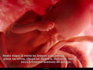 Nesta etapa já mexe os braços e as pernas,  pisca os olhos, chupa os dedos e, inclusive, tem  seus primeiros acessos de soluço.  