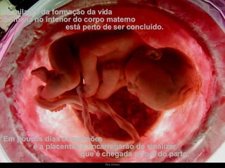 O milagre da formação da vida  humana no interior do corpo materno  está perto de ser concluído.  Em poucos dias os pulmões  e a placenta se encarregarão de sinalizar  que é chegada a hora do parto. 