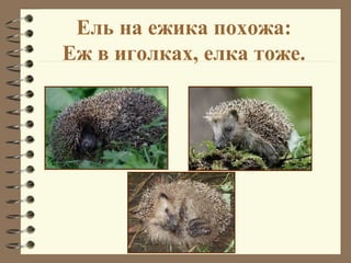 Ель на ежика похожа:
Еж в иголках, елка тоже.
 