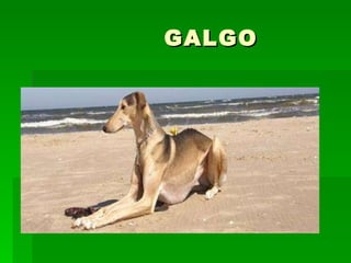 GALGO 