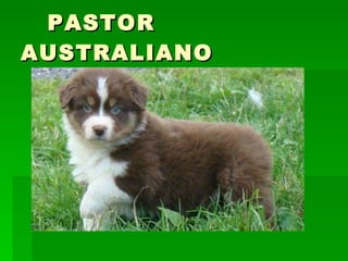PASTOR AUSTRALIANO 