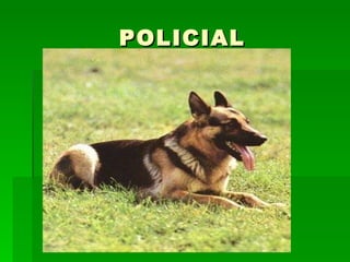 POLICIAL 