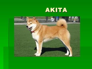 AKITA 