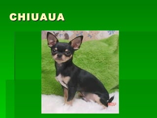CHIUAUA 