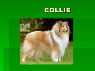 COLLIE 