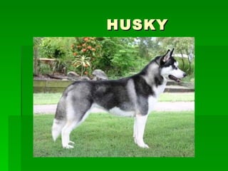 HUSKY 