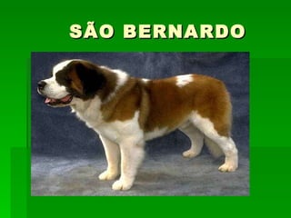 SÃO BERNARDO 