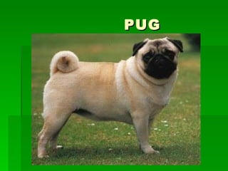 PUG 