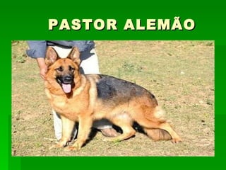 PASTOR ALEMÃO 