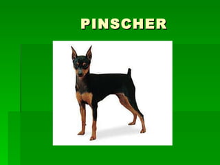 PINSCHER 