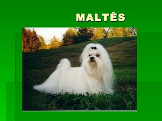 MALTÊS 