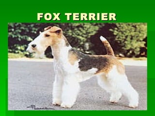 FOX TERRIER 