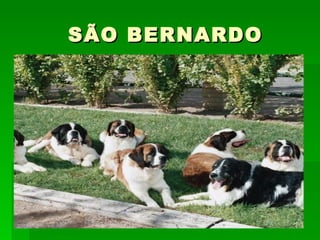 SÃO BERNARDO 