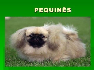 PEQUINÊS 