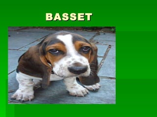 BASSET 