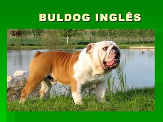 BULDOG INGLÊS 