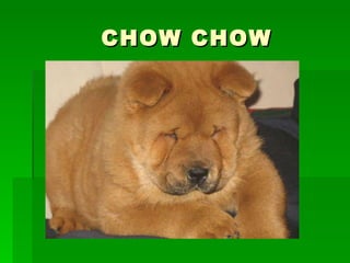 CHOW CHOW 