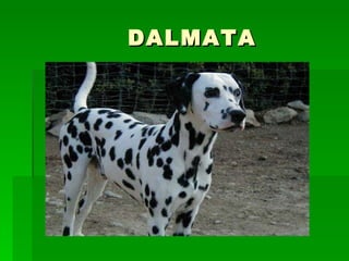DALMATA 
