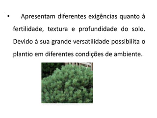 • Apresentam diferentes exigências quanto à
fertilidade, textura e profundidade do solo.
Devido à sua grande versatilidade possibilita o
plantio em diferentes condições de ambiente.
 