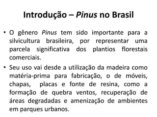 Introdução – Pinus no Brasil
• O gênero Pinus tem sido importante para a
silvicultura brasileira, por representar uma
parcela significativa dos plantios florestais
comerciais.
• Seu uso vai desde a utilização da madeira como
matéria-prima para fabricação, o de móveis,
chapas, placas e fonte de resina, como a
formação de quebra ventos, recuperação de
áreas degradadas e amenização de ambientes
em parques urbanos.
 