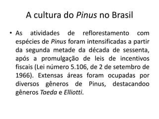 A cultura do Pinus no Brasil
• As atividades de reflorestamento com
espécies de Pinus foram intensificadas a partir
da segunda metade da década de sessenta,
após a promulgação de leis de incentivos
fiscais (Lei número 5.106, de 2 de setembro de
1966). Extensas áreas foram ocupadas por
diversos gêneros de Pinus, destacandoo
gêneros Taeda e Elliotti.
 