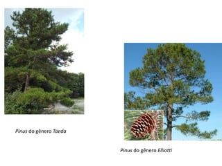 Pinus do gênero Elliotti
Pinus do gênero Taeda
 