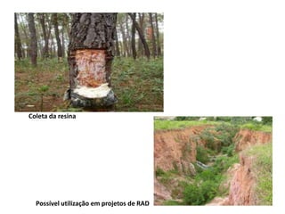 Coleta da resina
Possível utilização em projetos de RAD
 