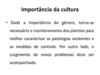 Importância da cultura
• Dada a importância do gênero, torna-se
necessário o monitoramento dos plantios para
melhor caracterizar as patologias existentes e
as medidas de controle. Por outro lado, o
surgimento de novos problemas deve ser
acompanhado.
 