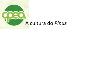 A cultura do Pinus
 