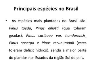 Principais espécies no Brasil
• As espécies mais plantadas no Brasil são:
Pinus taeda, Pinus elliotti (que toleram
geadas), Pinus caribaea var. hondurensis,
Pinus oocarpa e Pinus tecunumanii (estes
toleram déficit hídrico), sendo a maior parte
do plantios nos Estados da região Sul do país.
 
